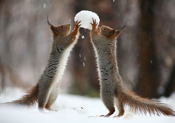 野生のリスが自然の中 雪で遊びあう超可愛いリス写真