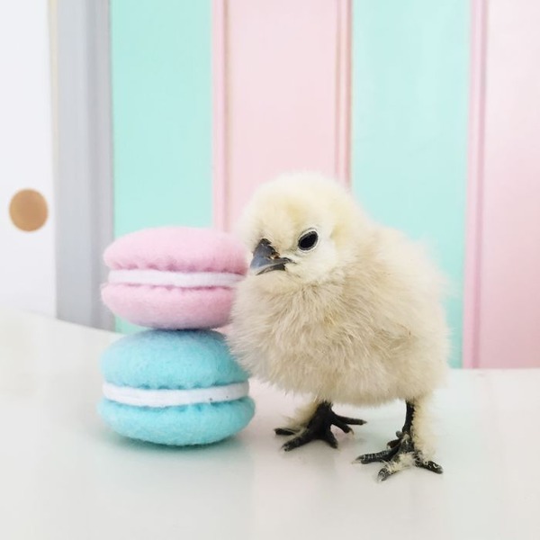かわいいひよこの写真8