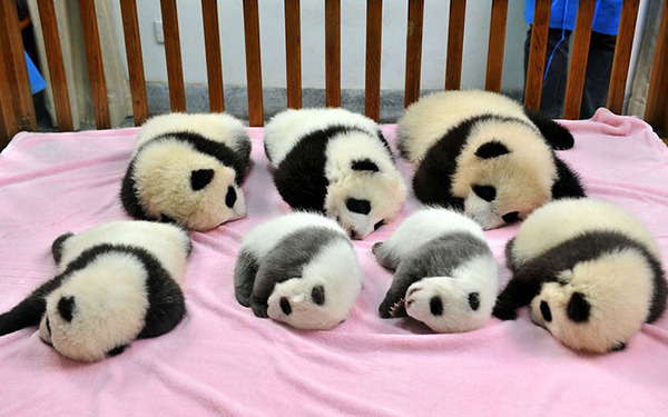 かわいいジャイアントパンダ画像 成都大熊猫繁殖研究基地
