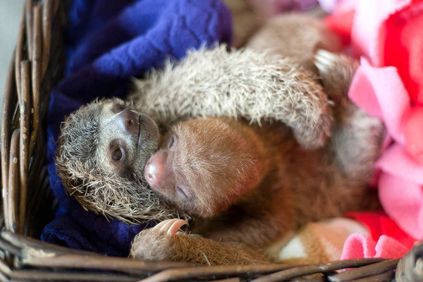 癒し系動物ナマケモノの赤ちゃんが超かわいい画像 (7)