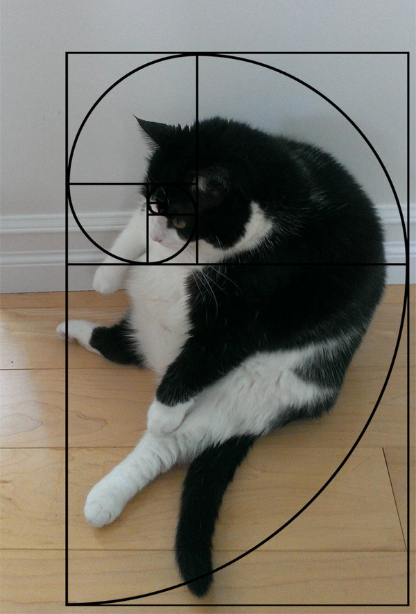 猫と黄金比の関係画像!猫の美しさの秘訣は黄金比にあり (16)