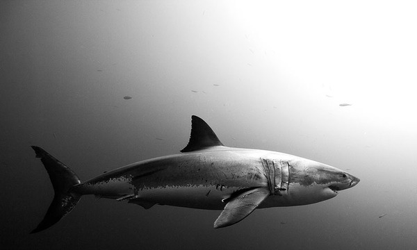 サメの海中写真 Jorge Cervera Hauser