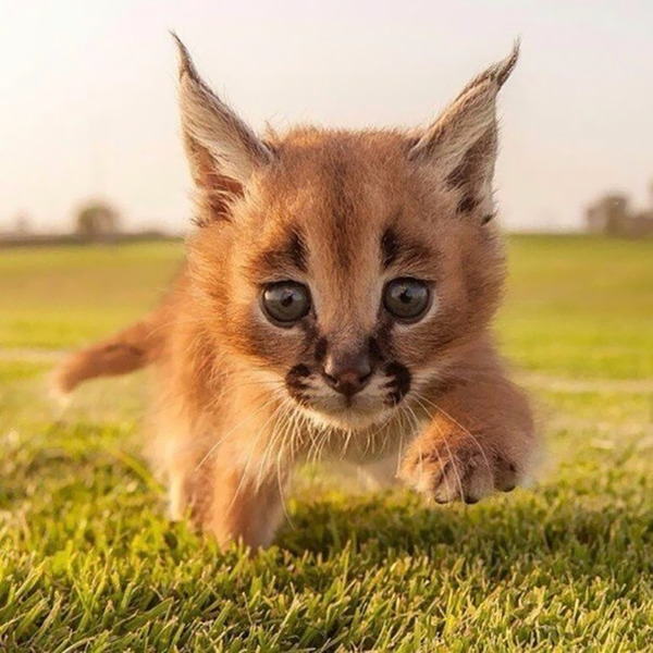 カラカルの画像!麻呂眉と耳の房毛が特徴的なネコ科動物 (27)