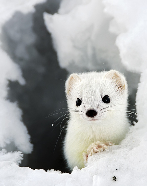 オコジョ 可愛すぎる純白のイタチ科の小動物