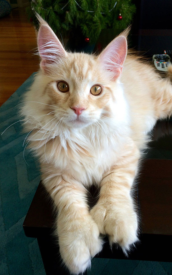 でかすぎる!大型のイエネコ長毛種メインクーン画像【猫】 (46)