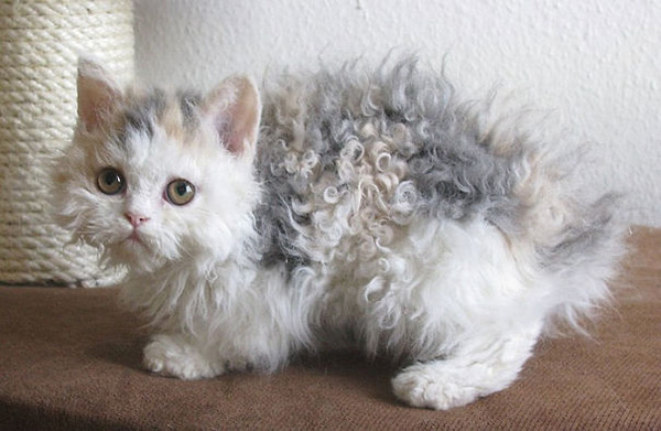 綿菓子フワフワ！モフモフしたくなる長毛種の猫画像 (17)