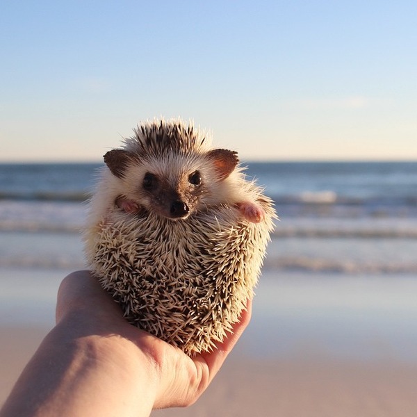 海でハリネズミ