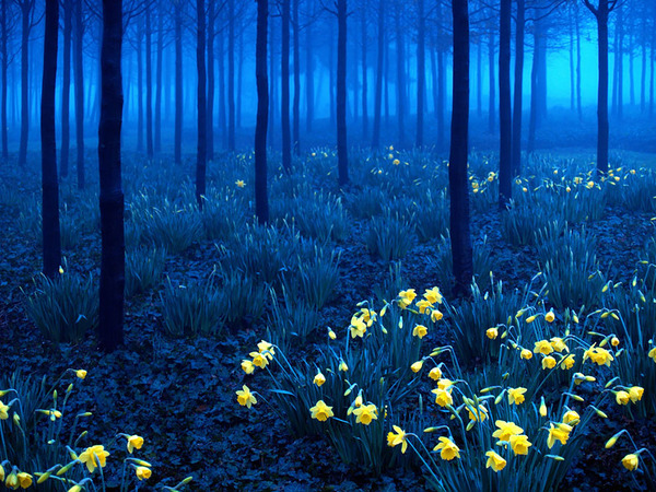神秘的な世界の森 樹海写真の数々 神秘的な世界の森 樹海写真の数々