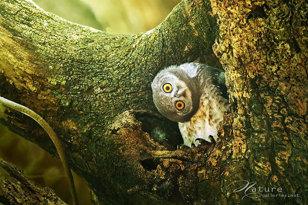 可愛いフクロウの画像 3