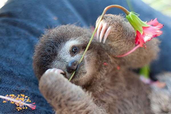 癒し系動物ナマケモノの赤ちゃんが超かわいい画像 (4)