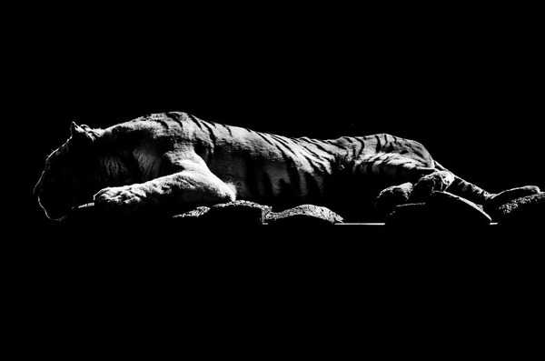 漆黒のシルエットとアウトラインが美しい野生動物のモノクロ写真 漆黒のシルエットとアウトラインが美しい野生動物のモノクロ写真