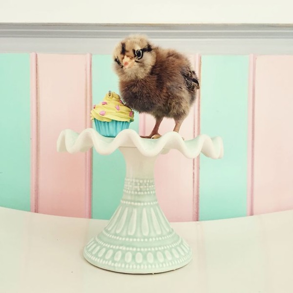 かわいいひよこの写真10
