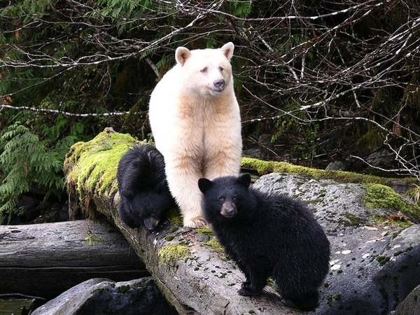 アメリカグマのアルビノ