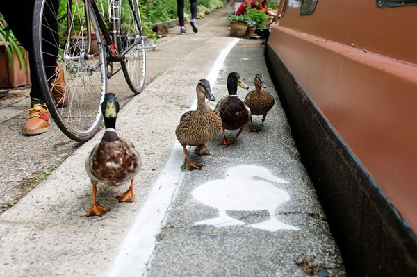 アヒル専用道路 ダックレーン duck lanes 4
