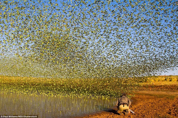 8万羽のセキセイインコの群れをオーストラリアの内陸で観測！ (8)