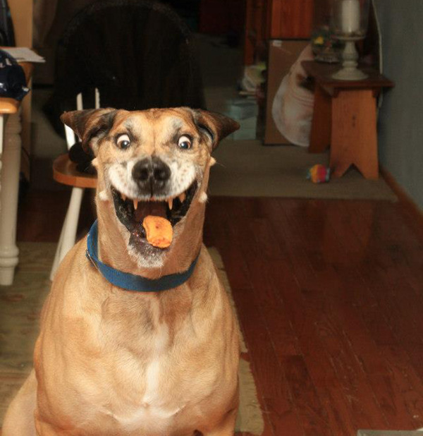 思わず二度見しちゃう犬の奇跡的な瞬間 おもしろ画像