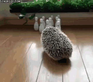 かわいいハリネズミのGIF画像10