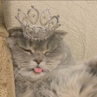 猫舌 (1)