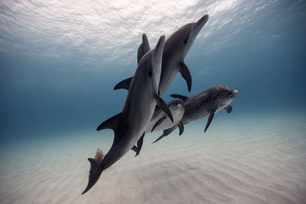 たくさんのイルカの海中写真 Jorge Cervera Hauser