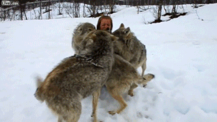 灰色オオカミと人間との感動の再開 Gif 動画 灰色オオカミと人間との感動の再開 Gif 動画