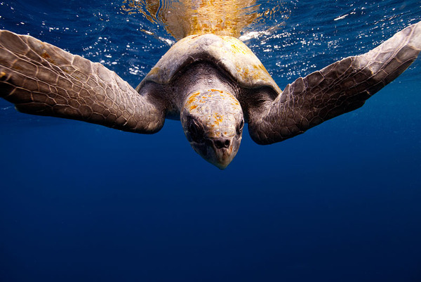 カメの海中写真 Jorge Cervera Hauser