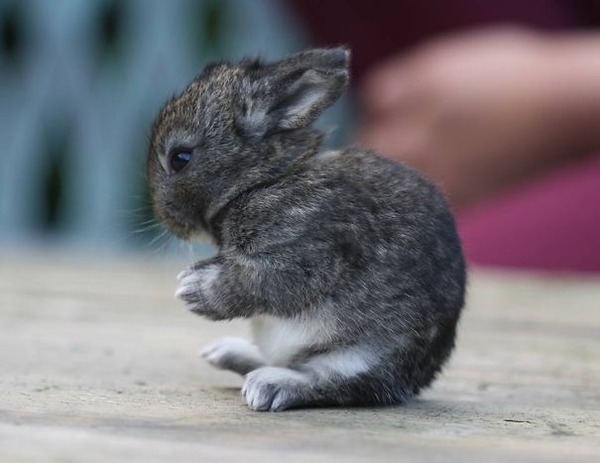 可愛いウサギの動物の赤ちゃん2