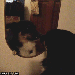 ナルシストな犬！鏡に映る自分の姿にウットリするわんこ