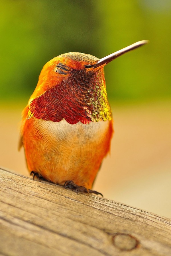 ハチドリ、可愛い、美しい小鳥の写真 (3)