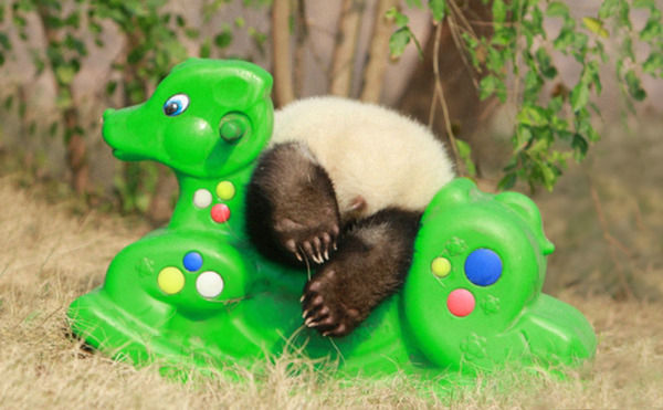 かわいいジャイアントパンダの画像 8