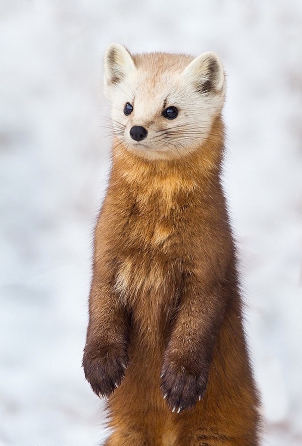 激おこぷんぷん丸なかわいさ イタチ科の野生動物マツテン