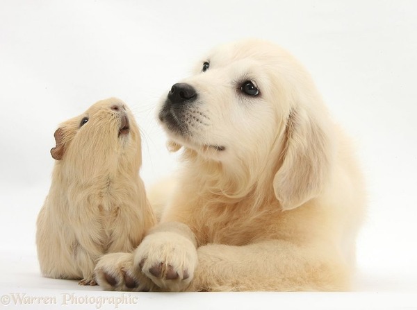 似てる！親が違うのにそっくりな動物画像30枚 (12)