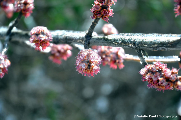 氷霧の後の花4