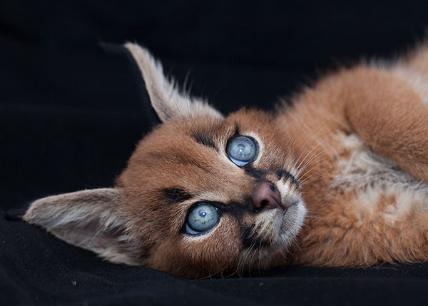 カラカルの画像!麻呂眉と耳の房毛が特徴的なネコ科動物 (30)