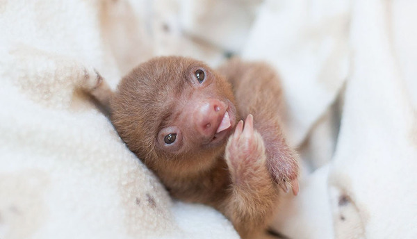 癒し系動物ナマケモノの赤ちゃんが超かわいい画像 (10)