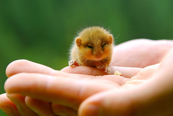 可愛いネズミの動物の赤ちゃん