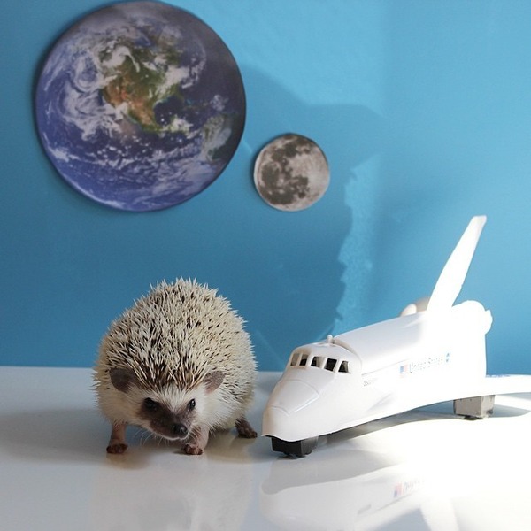 宇宙ハリネズミ