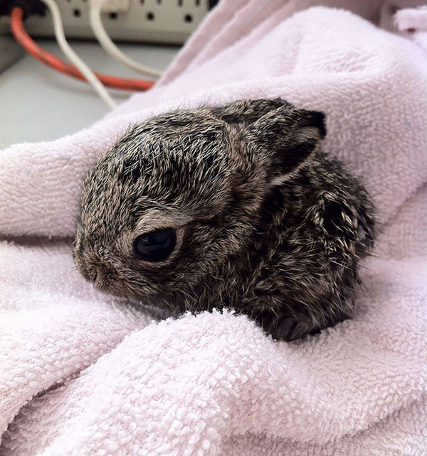 超ふわふわ！モフモフで愛らしいウサギの画像20枚 (19)