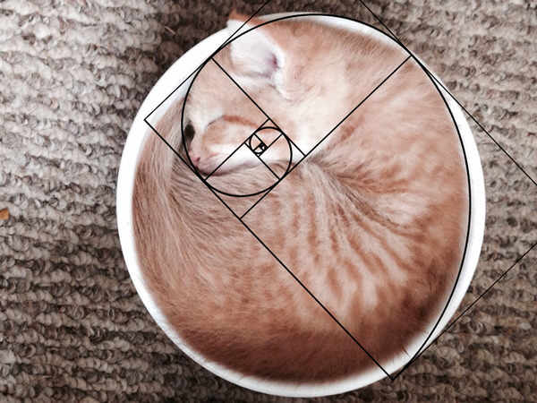 猫と黄金比の関係画像!猫の美しさの秘訣は黄金比にあり (13)