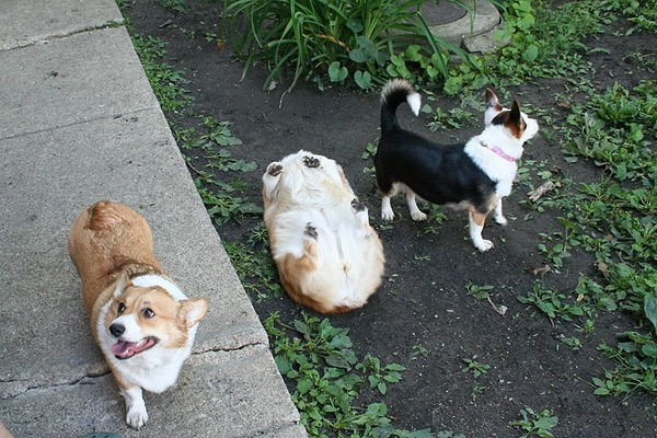 犬であることを忘れた犬が発見される