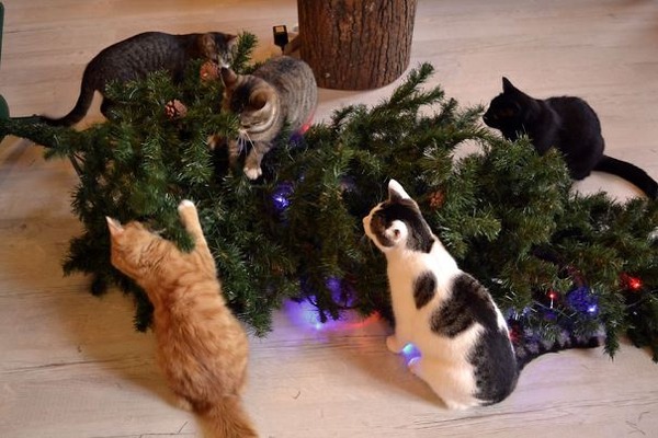 猫 あらぶる クリスマスツリーに突っ込んだり登ったりする猫画像特集