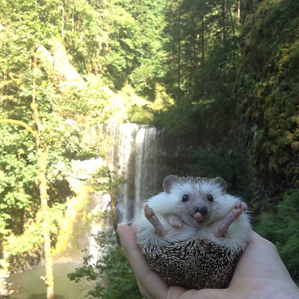 ハリネズミと緑と滝