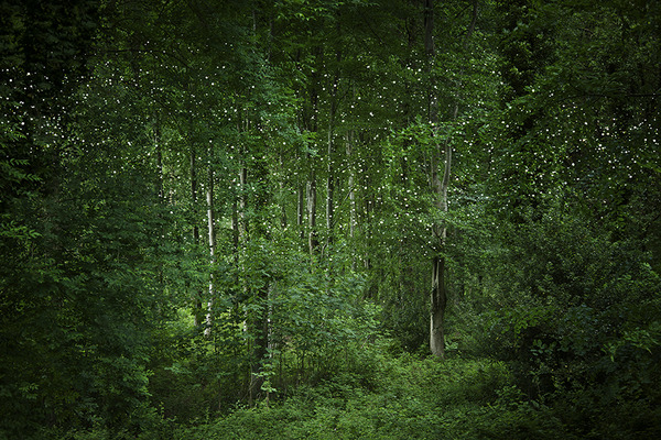 神秘的な森の画像 エリー·デイヴィス 3