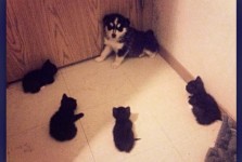 ピンチ！子猫達によって追い詰められた子犬！【画像一枚】