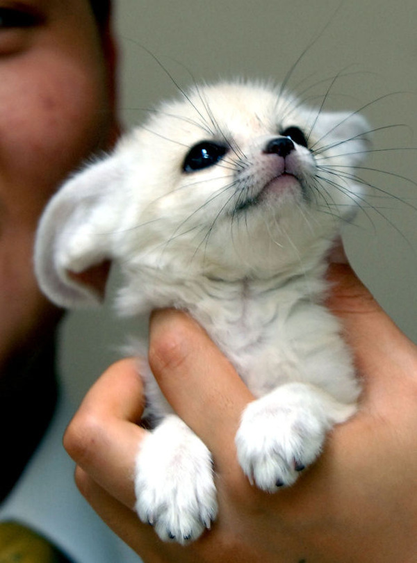 可愛いフェネックの動物の赤ちゃん