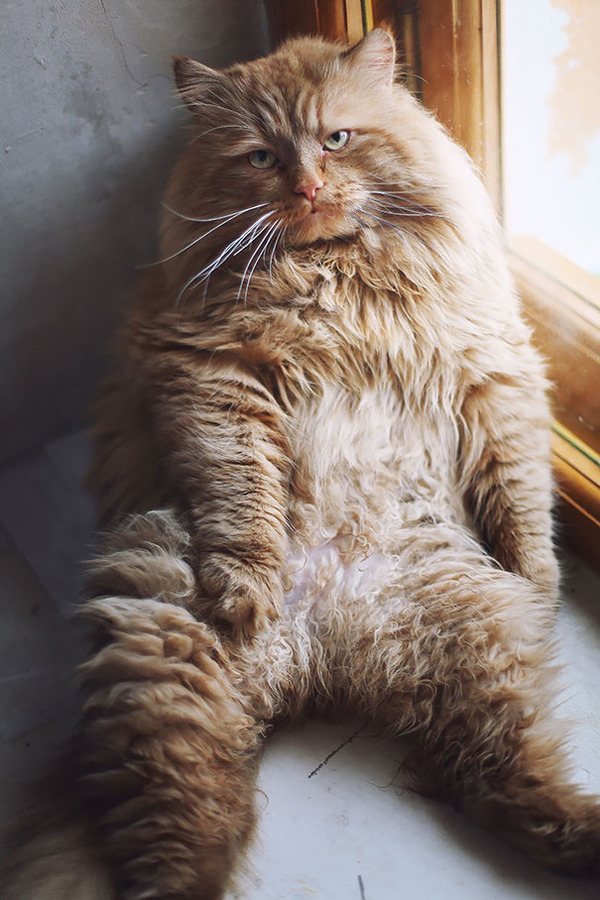 とても大きい猫の画像 10