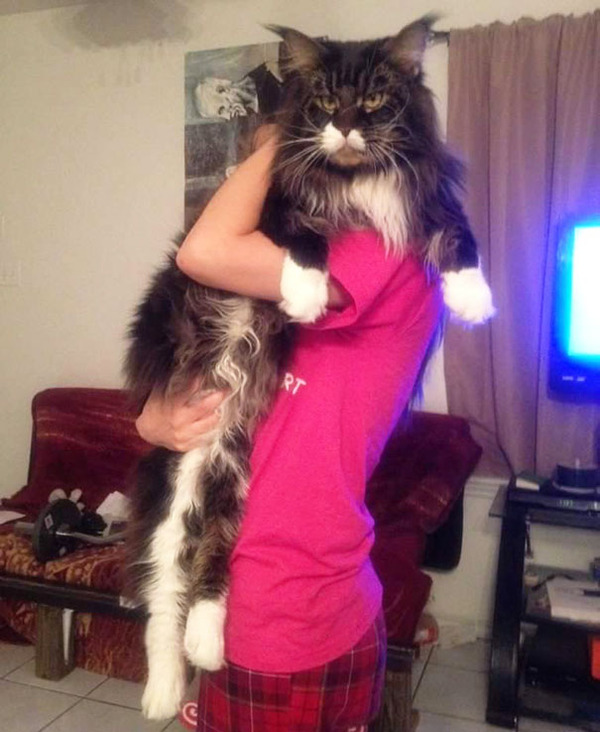 とても大きい猫の画像 4
