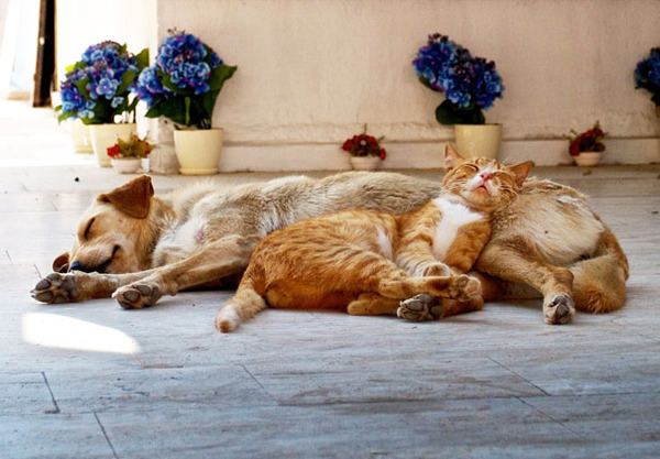 犬と猫でお昼寝