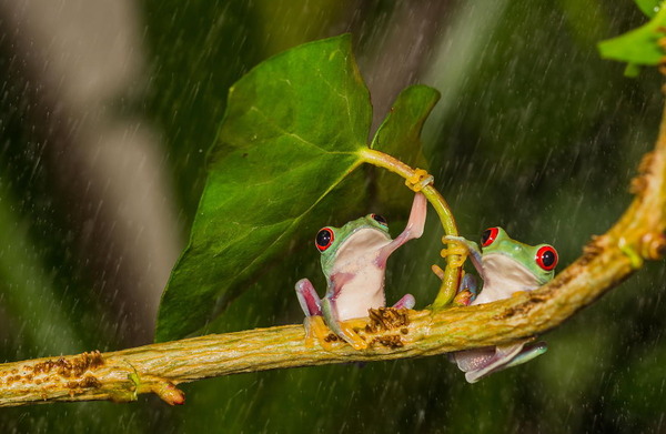 葉っぱの傘を差す野生動物が可愛い 自然の傘で雨宿りするカエル他