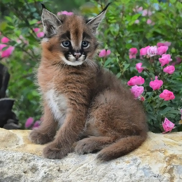 カラカルの画像！麻呂眉と耳の房毛が特徴的なネコ科動物 (29)