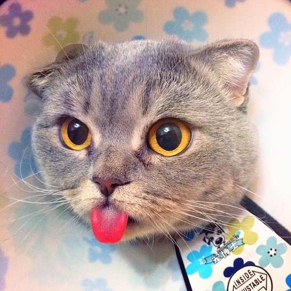 舌をペロっと出す猫 Melissa 12